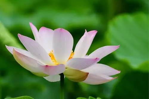 莲花池荷花绽放蜻蜓舞