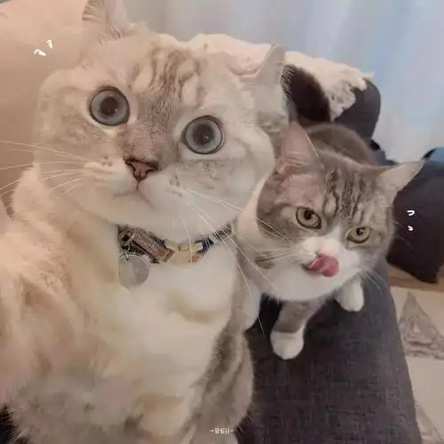 两只小猫的情侣头像!