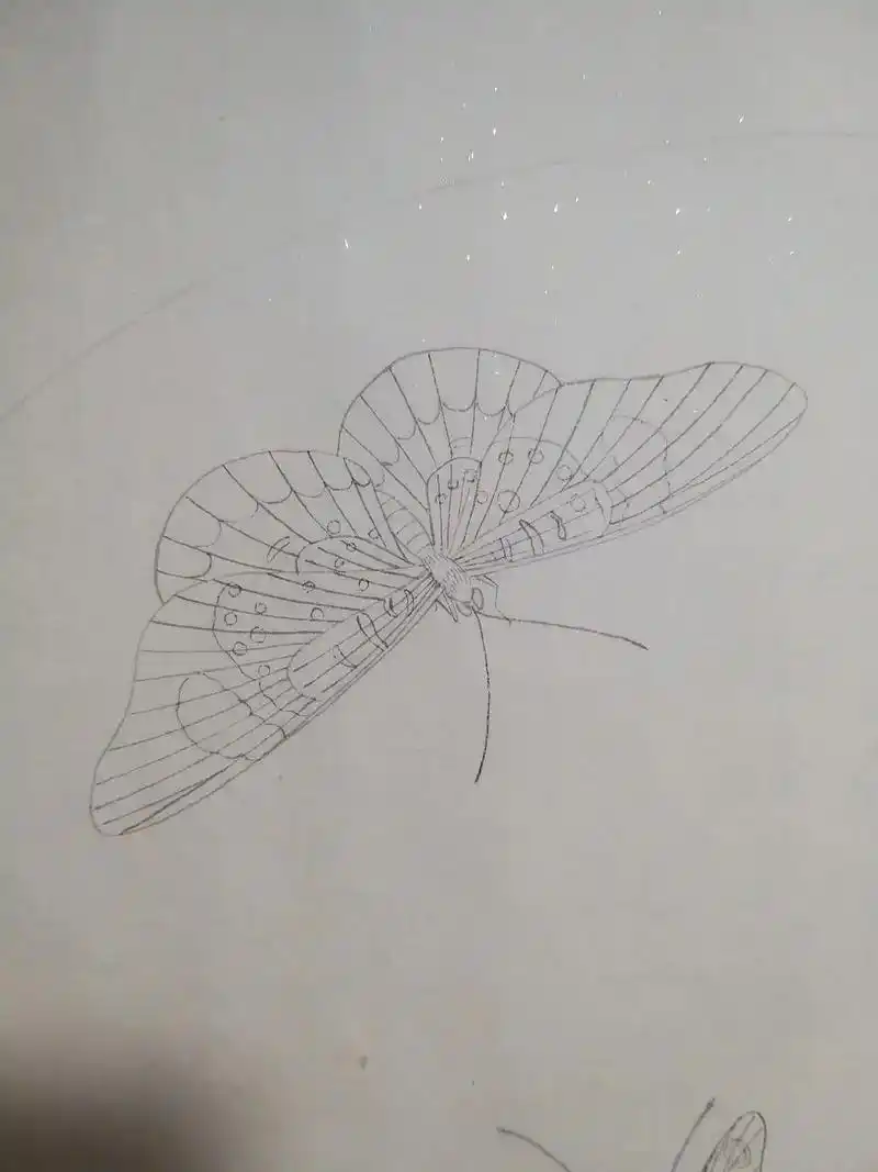 中国传统工笔画技法#纯手绘工笔画#白描临宋《菊丛飞蝶图》 - 抖音