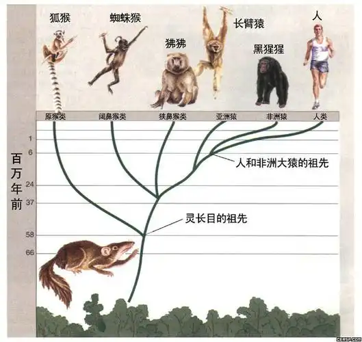 生物进化的模式是树型而非线型的.然而,进一步分析,就会发现问题.