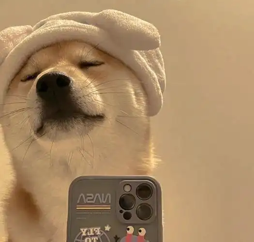 狗头头像(逗比)