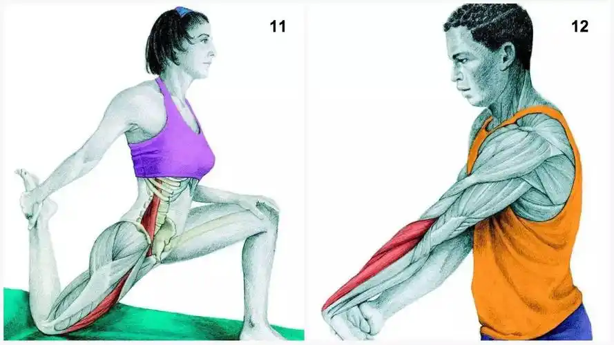 拉伸图解】 写美篇11,髋屈肌伸展 锻炼部位:腰肌,四头肌 12,前臂伸肌