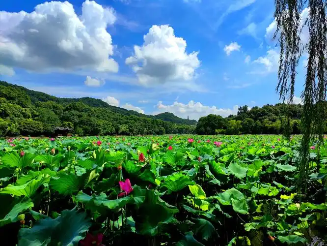 (首发) 蓝天 白云 映日荷花别样红