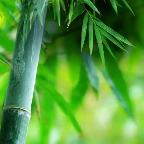 我喜欢竹子的虚心,正直和高洁.更爱它的坚强和挺拔.它的无私奉献.