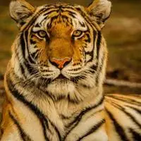 老虎头像好看的高清老虎头像图片霸气