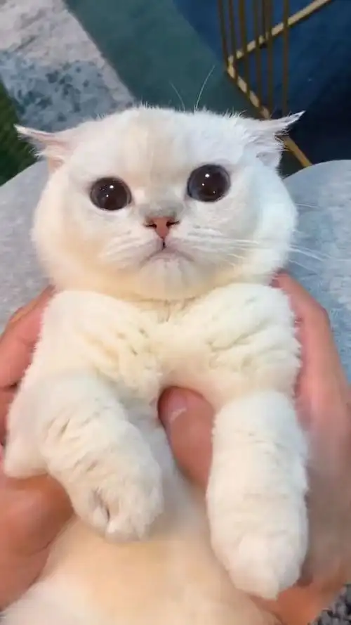 这小耳朵灵活不