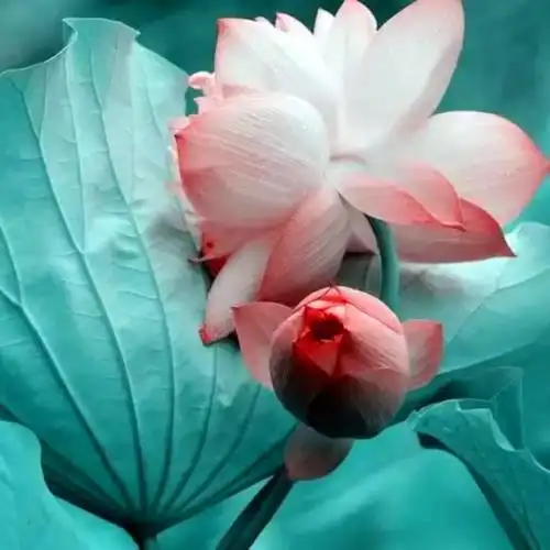 佛系图片头像禅意荷花 独一无二的佛系莲花图片微信头像_微信头像