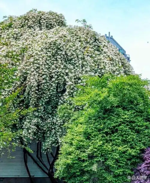 事实上,这花是蔷薇科中的白木香,与歌中的七里香不同,却更加美丽浪漫.