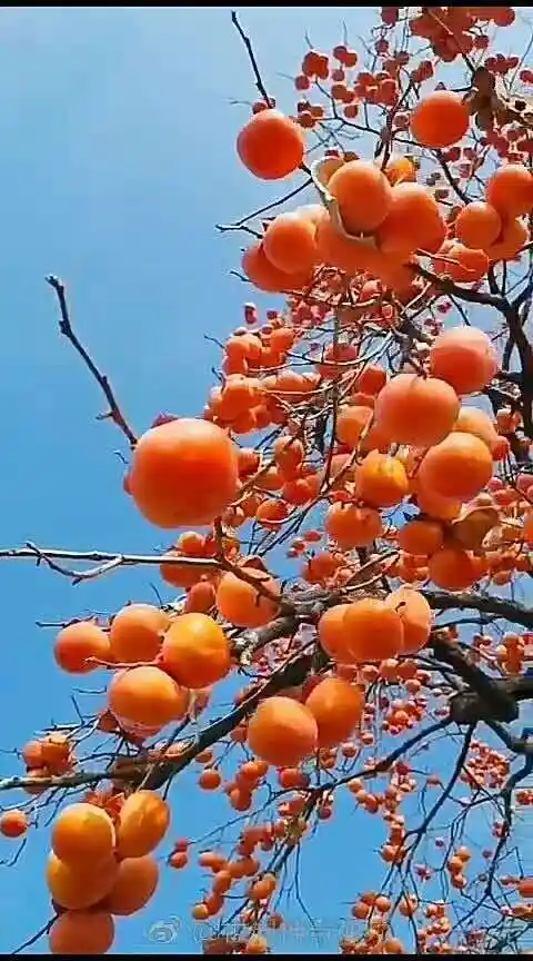 硕果累累的金秋,有没有给你留下过什么美好的记忆呢