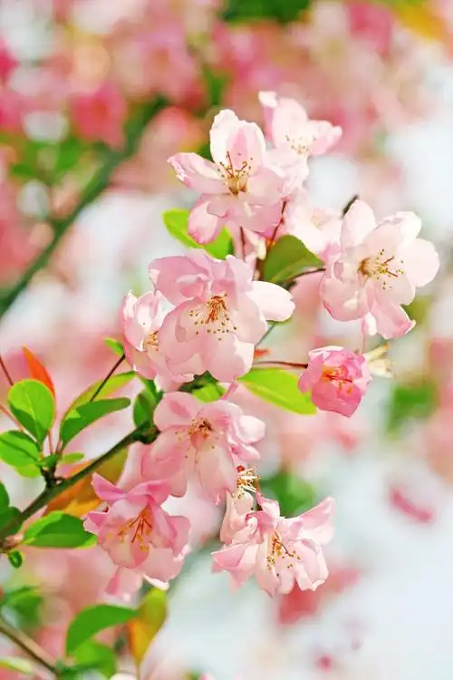 鲜艳的海棠花图片第19张