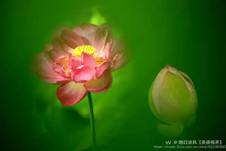 印度荷花主要有七种,故有"七宝莲花"之称.