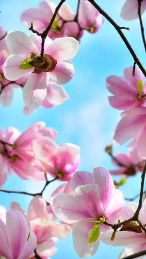 720_1280竖版 竖屏