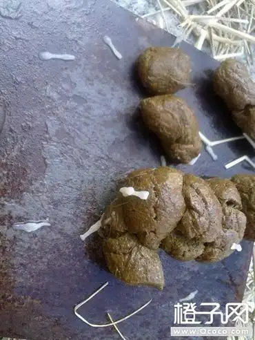 狗狗便便中的是绦虫吗?是虫节?怎么彻底杀死?会传染人吗?