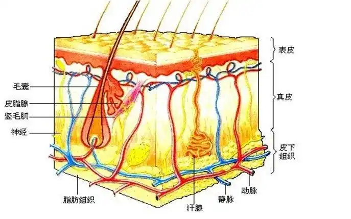 人的皮肤构造