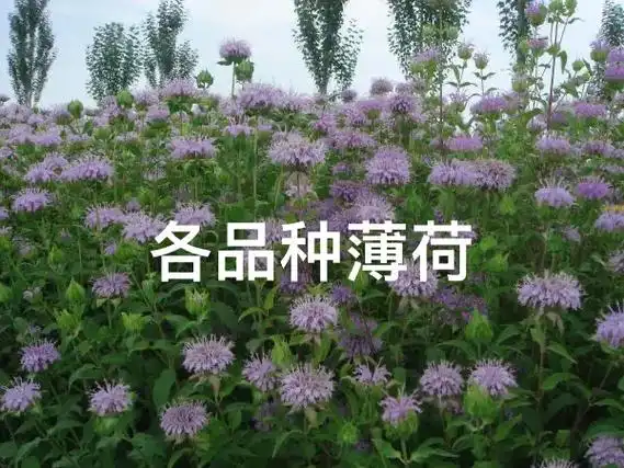 芳香植物花卉种子各品种薄荷可观赏食用药用欢迎关注云南上明广农业