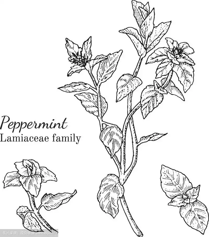 墨水薄荷手绘草图