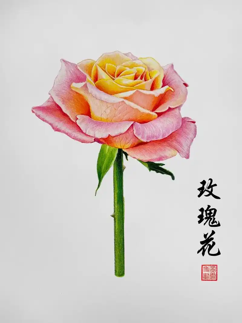 彩铅画-玫瑰花