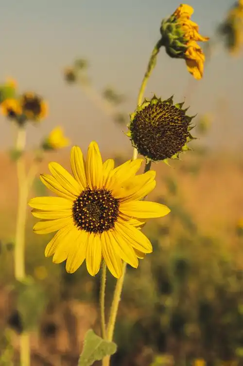 向日葵特写镜头照片在白天期间的
