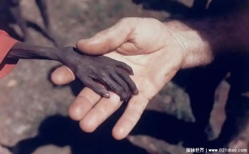 不安的人第一部纪录片(世界上最不安的人简介)