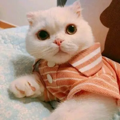 超萌小奶猫头像