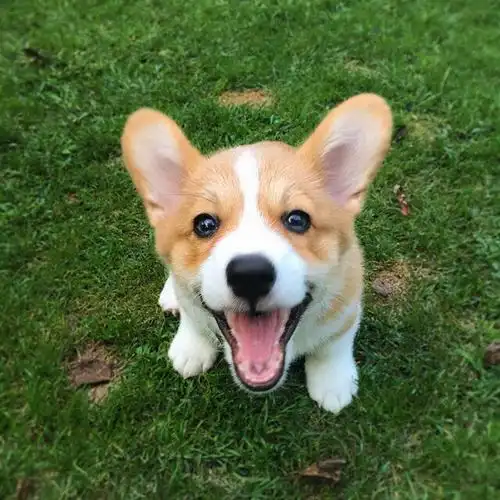 "柯基犬"表达爱意,有这些"撒娇方式",你都体验过吗?