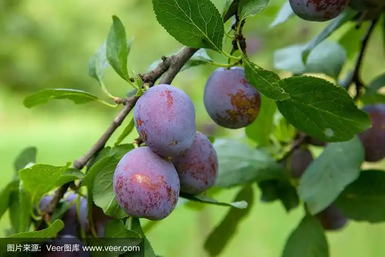 夕阳下,梅树的树枝上结满了成熟多汁的果实.