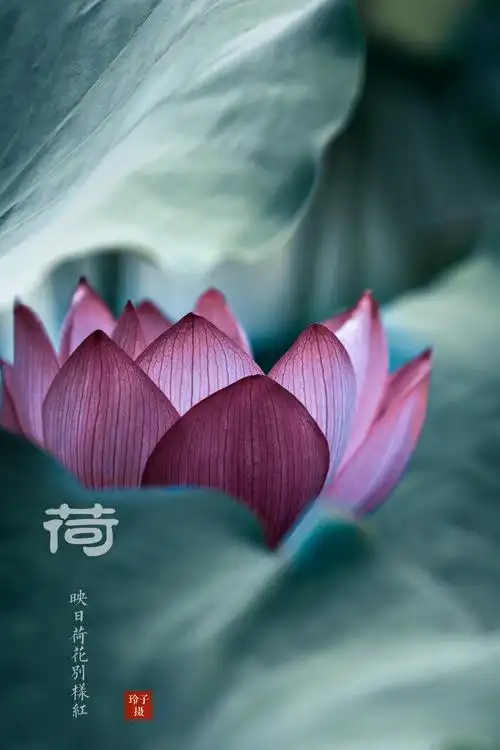 来生愿做一朵莲