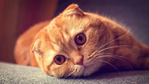 治愈系可爱喵星人呆萌高清桌面壁纸-动物壁纸-手机壁纸下载-美桌网