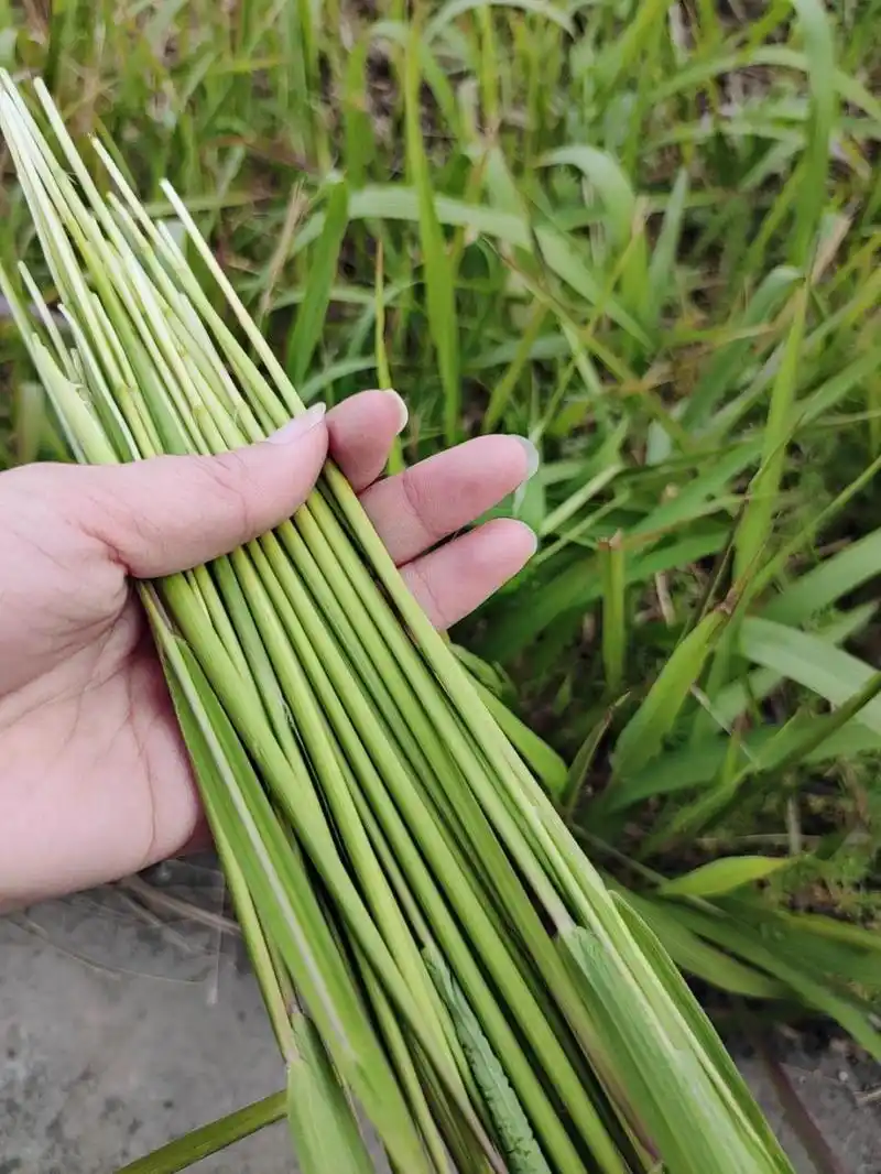 春季挖挖挖 ～ 毛根 春季挖挖挖 ～ 毛根