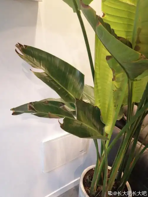 天堂鸟叶子发干变黄