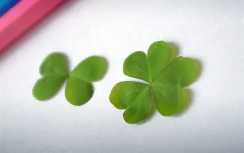 唯美四叶草 植物壁纸