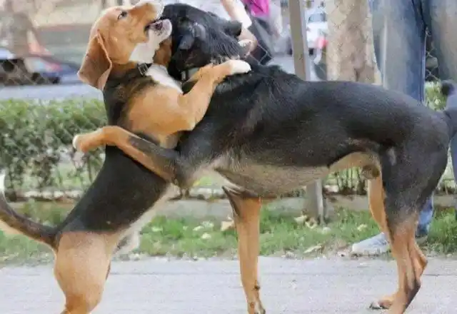 很多宠主都会好奇狗狗的交配问题,因为有一些宠主想要让自家狗子繁殖