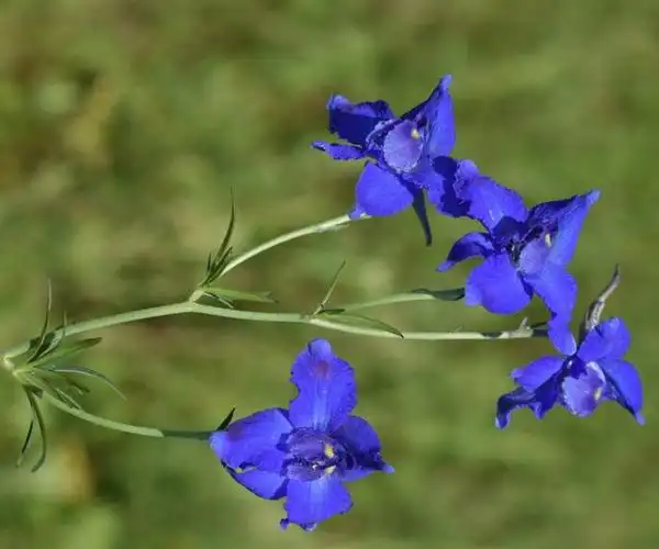 p>翠雀(学名: i>delphinium grandiflorum  /i>l.