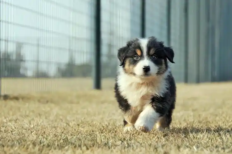 牧羊犬幼崽图片_百度知道