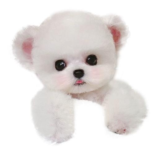 法国纯种赛级比熊犬茶杯超小体可爱萌犬棉花糖小型不掉毛飞耳卷毛