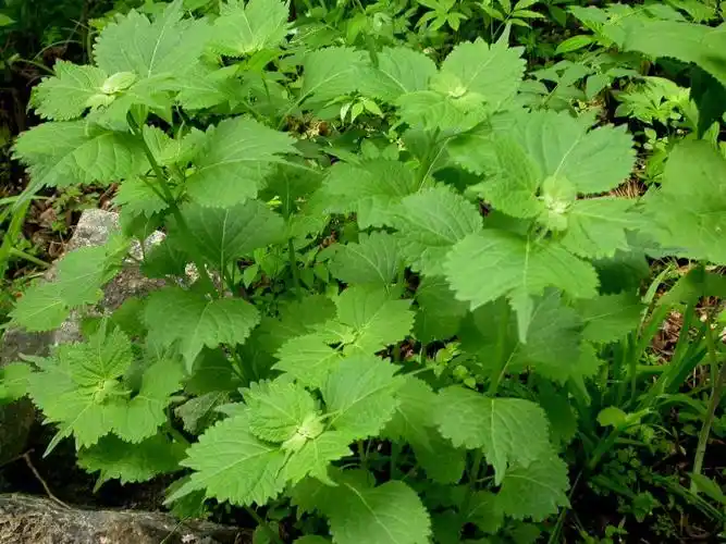 日月峡中草药:香茶菜