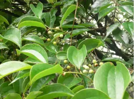 菝葜图片菝葜的功效与作用