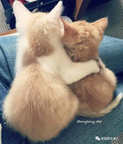 萌喵〗背影萌到吐血的橘猫小姐妹……长大后的画风,差的有点多啊喂!