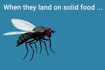 苍蝇落在食物上后,会干些什么?今天我们说得仔细一点_手机搜狐网