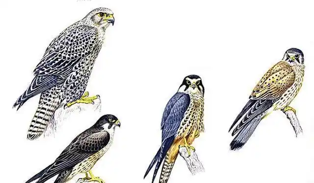 鹰和雕有什么区别如何区分它们