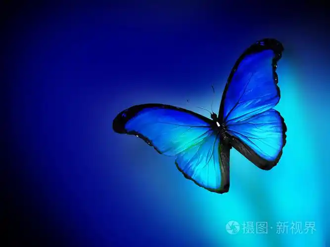 蓝蝴蝶