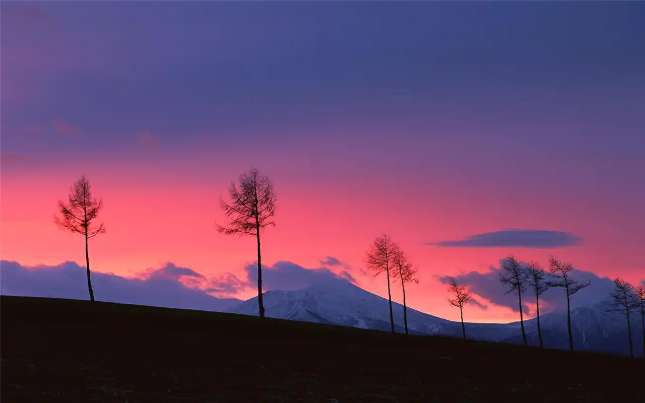 黄昏树木剪影高清电脑桌面主题壁纸图片下载(2)
