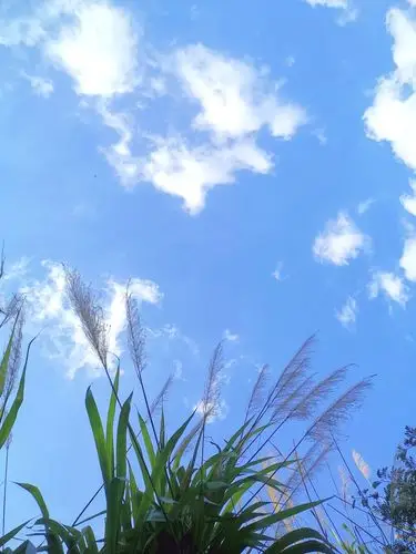 芦苇天空蓝天白云晴空万里