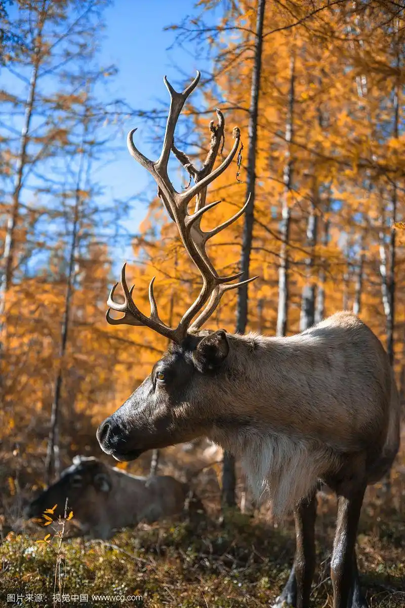 内蒙古树林里的驯鹿