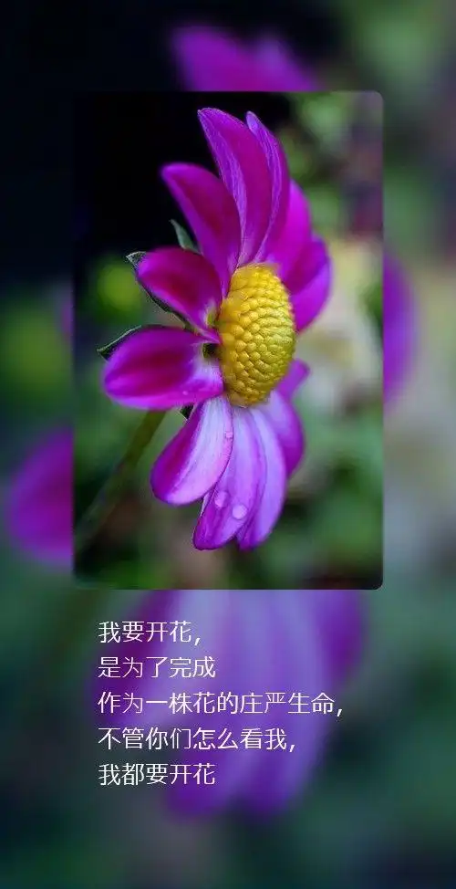 画中画文字图片 文字图片 我要开花