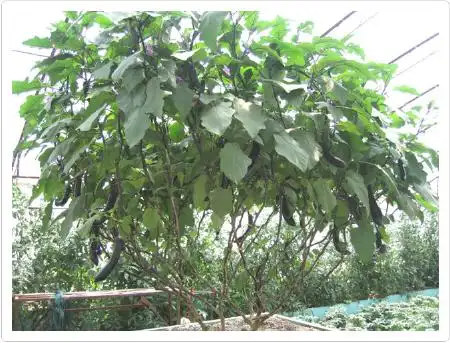 茄子树