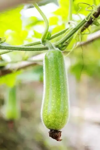 顺德杏坛桑麻黑毛节瓜上市