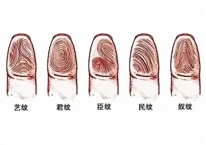 你双手指纹有几个螺手指指纹有几个螺