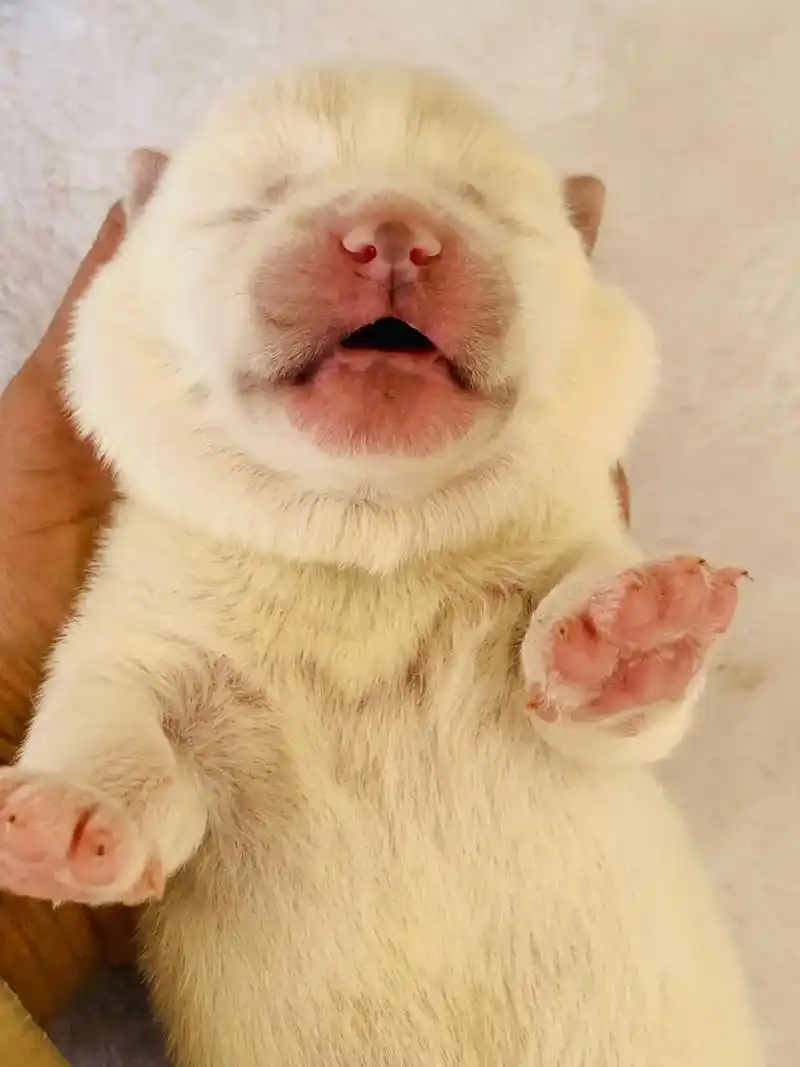 秋田宝宝小白白,非常的肥99#小奶狗 # - 抖音