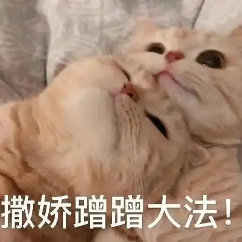撒娇蹭蹭大法!(猫猫表情包)_猫猫_大法表情